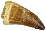 Fossil Prognathodontid Mosasaur Tooth - Morocco #374561-1